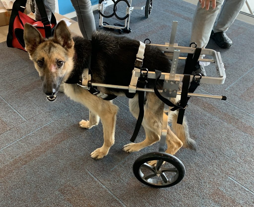 Herdershond in hondenrolstoel helpt bij honden met loopproblemen door verhoogde mobiliteit en zelfstandigheid