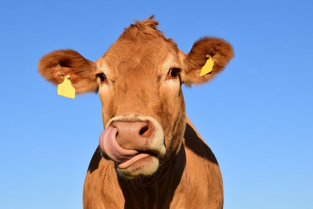 Koe die gebruik maakt van een koeborstel voor natuurlijke huidverzorging en welzijn in de stal
