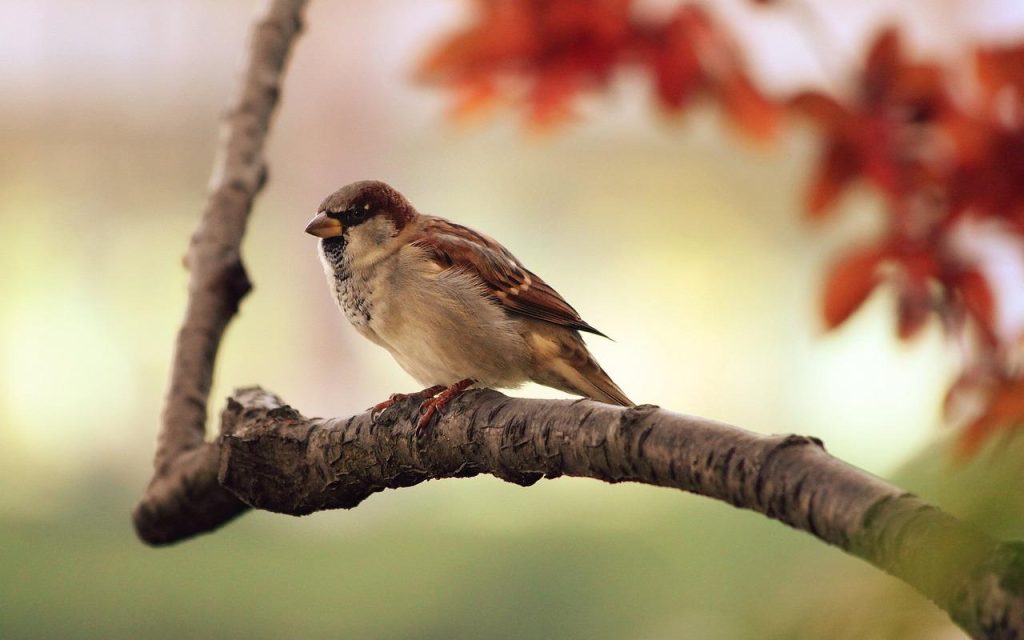 Tafeleend met roodbruine kop zwemt in water van een vogelvriendelijke tuin