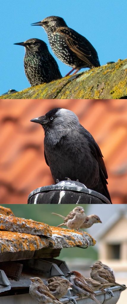 Vogels onder dakpannen - voorbeeld van vogels weren en het voorkomen van nestels onder het dak